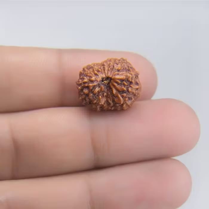 14 Mukhi Rudraksha