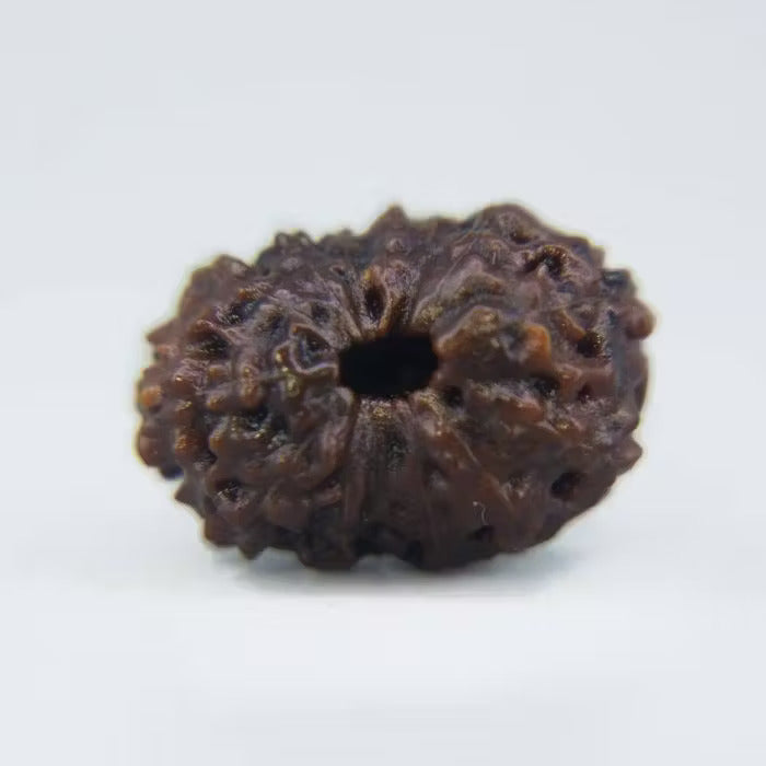 14 Mukhi Rudraksha