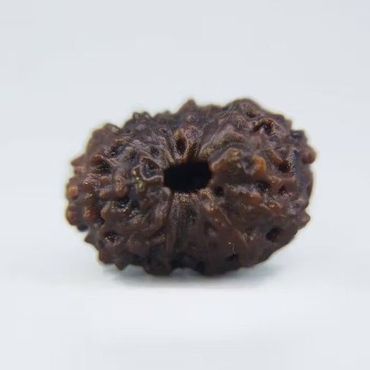 14 Mukhi Rudraksha