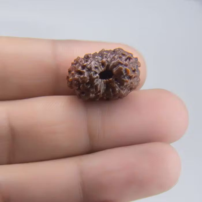 14 Mukhi Rudraksha