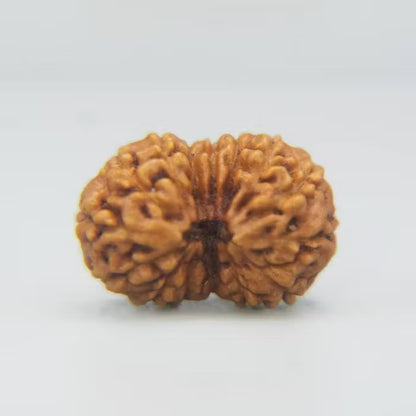 14 Mukhi Rudraksha