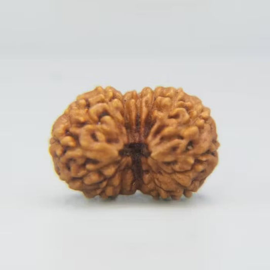 14 Mukhi Rudraksha