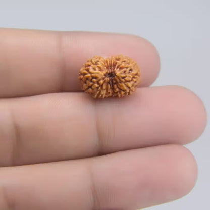 14 Mukhi Rudraksha