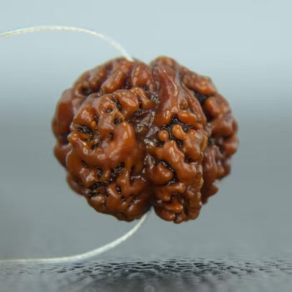 1 Mukhi Round Rudraksha