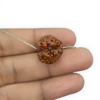 1 Mukhi Round Rudraksha 2