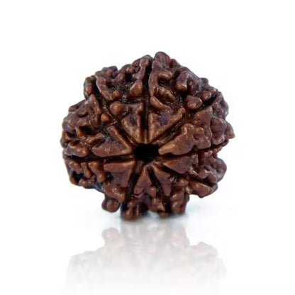 8 Mukhi Rudraksha