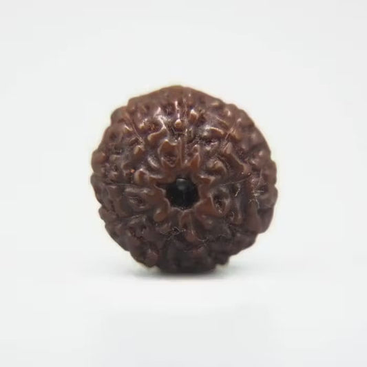 9 Mukhi Rudraksha