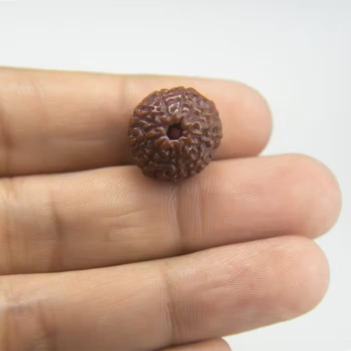 10 Mukhi Rudraksha