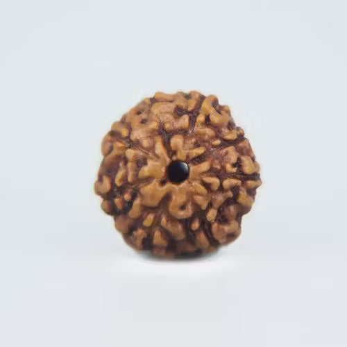 8 Mukhi Rudraksha