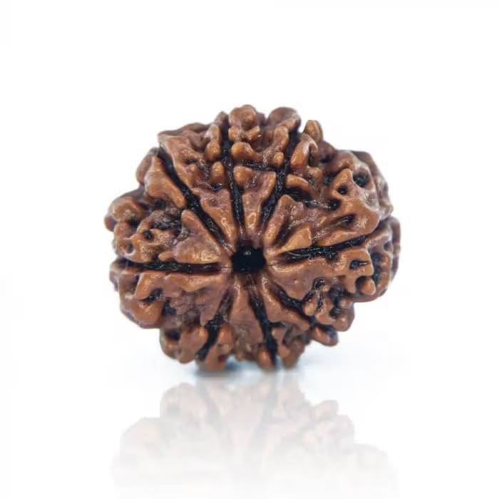 9 Mukhi Rudraksha 