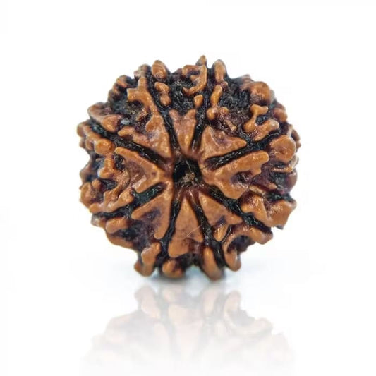 8 Mukhi Rudraksha