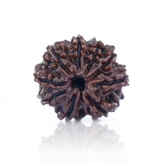 9 Mukhi Rudraksha