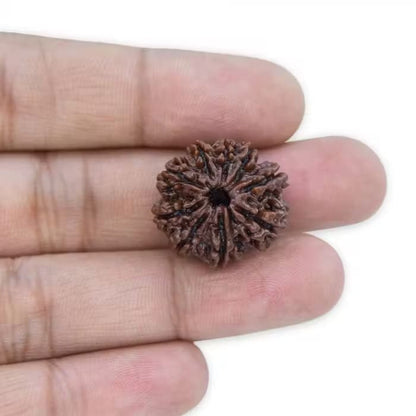 9 Mukhi Rudraksha