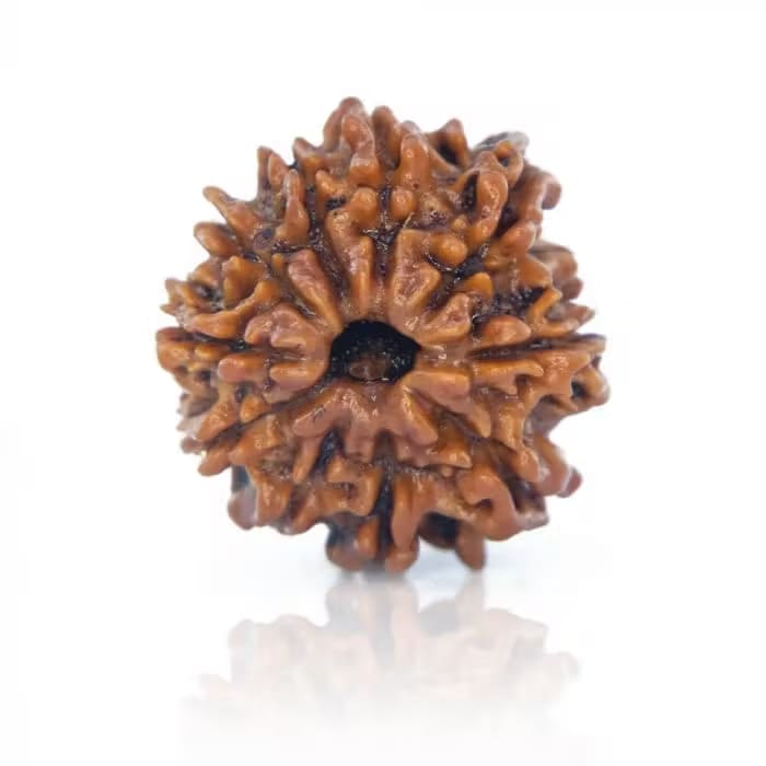 9 Mukhi Rudraksha