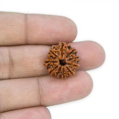 9 Mukhi Rudraksha