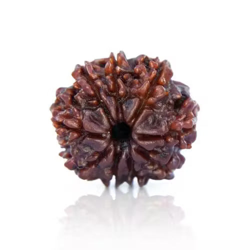 9 Mukhi Rudraksha