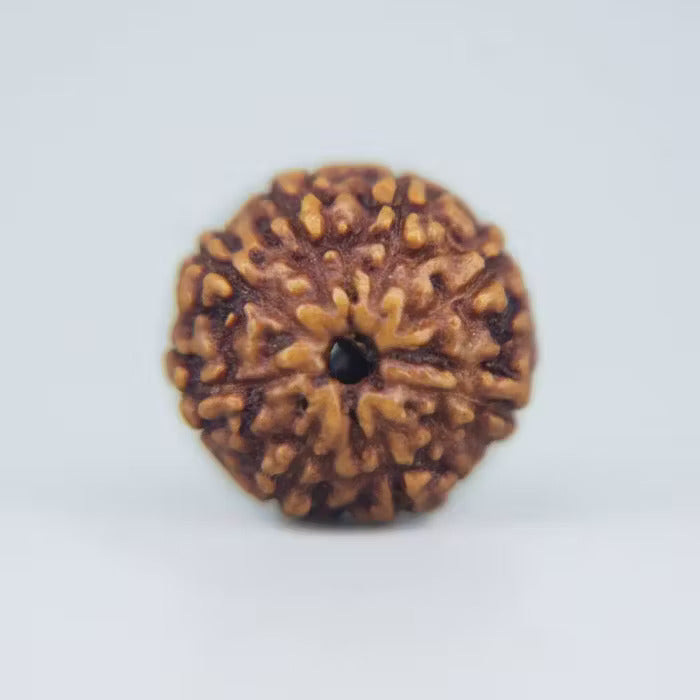 9 Mukhi Rudraksha