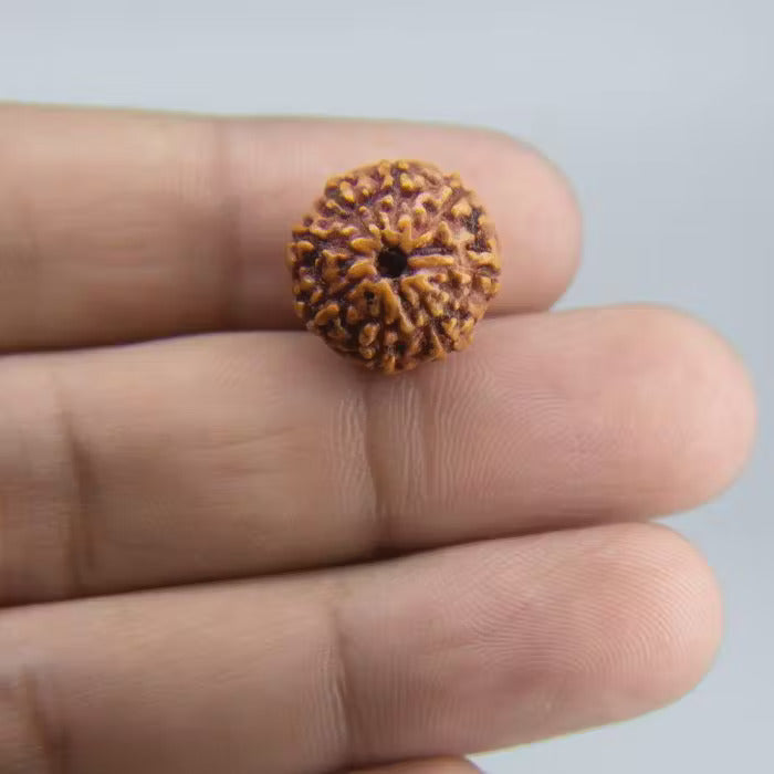 9 Mukhi Rudraksha