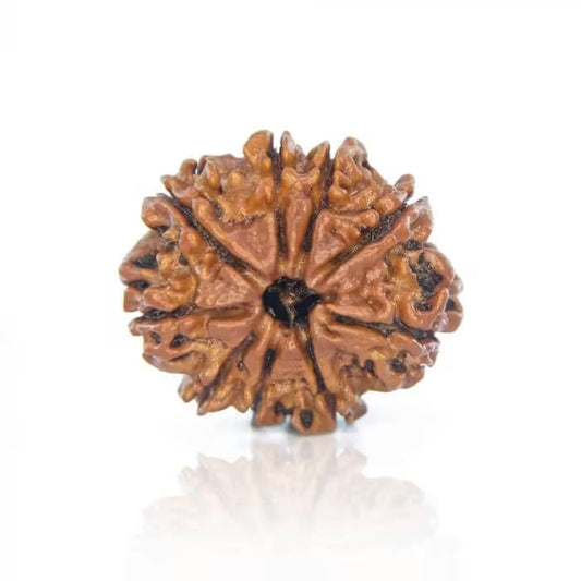 9 Mukhi Rudraksha