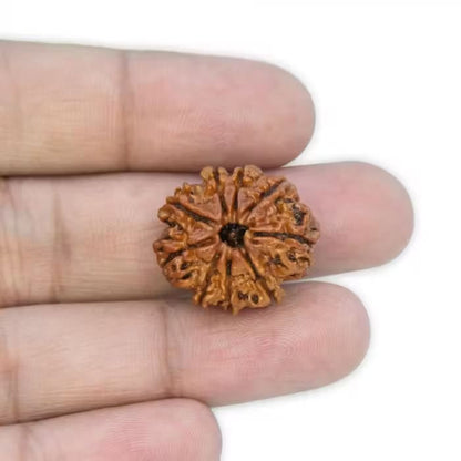 9 Mukhi Rudraksha