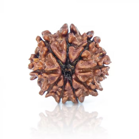 9 Mukhi Rudraksha