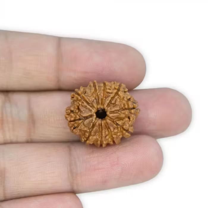 10 Mukhi Rudraksha