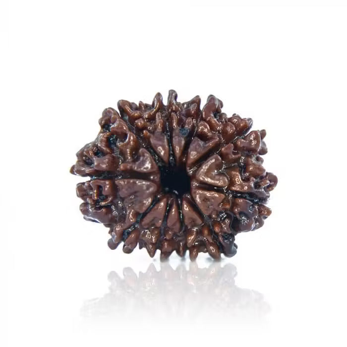 10 Mukhi Rudraksha