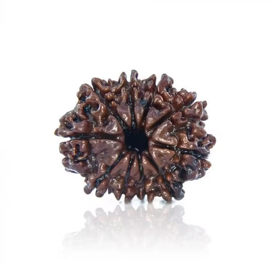 12 Mukhi Rudraksha