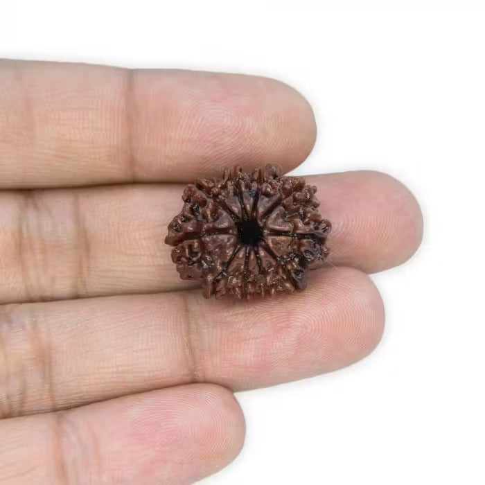 10 Mukhi Rudraksha