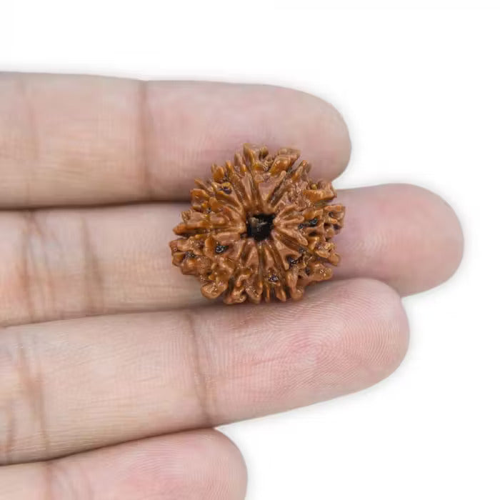 10 Mukhi Rudraksha