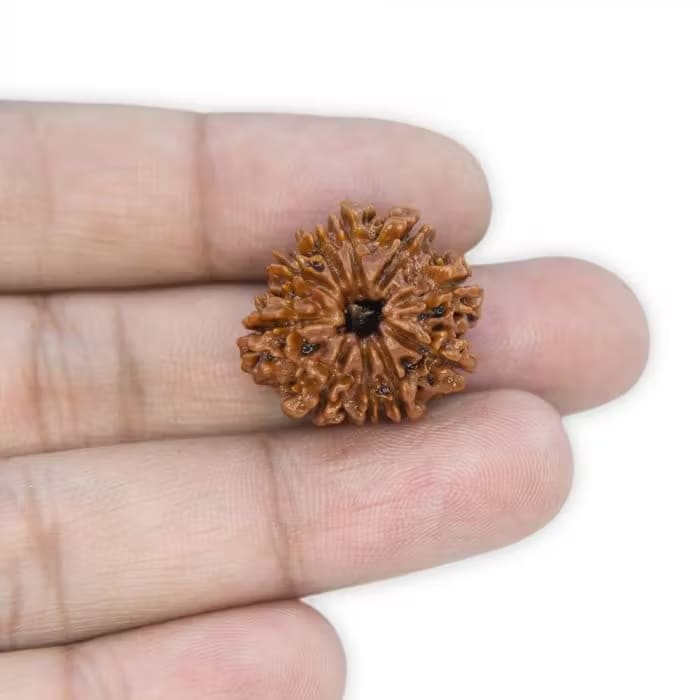 10 Mukhi Rudraksha