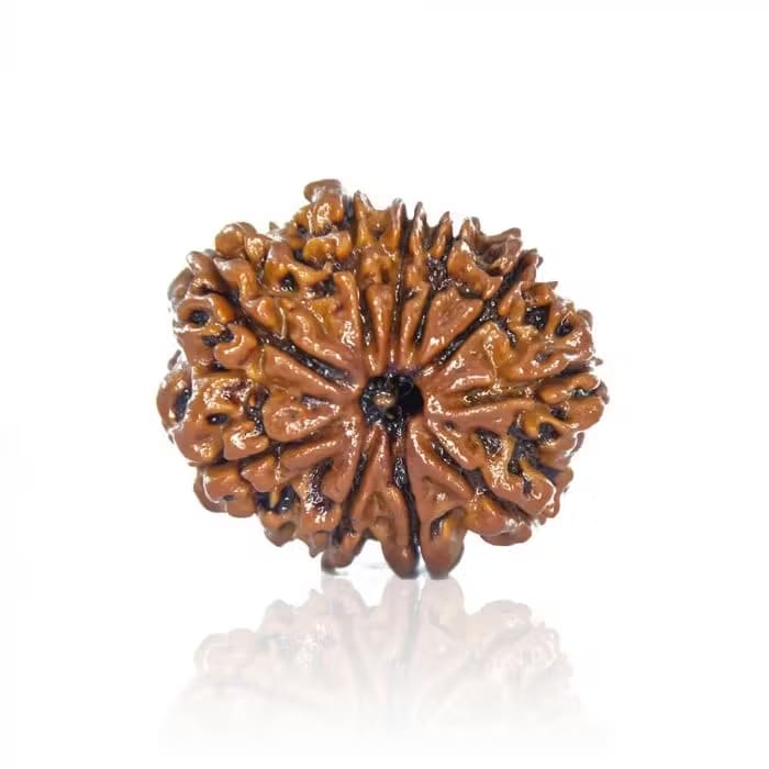 10 Mukhi Rudraksha