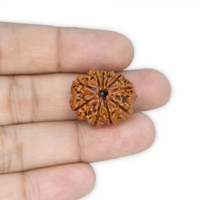 10 Mukhi Rudraksha