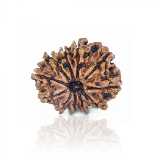 11 Mukhi Rudraksha