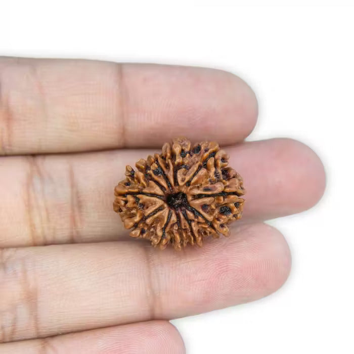 11 Mukhi Rudraksha