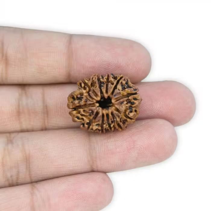 11 Mukhi Rudraksha