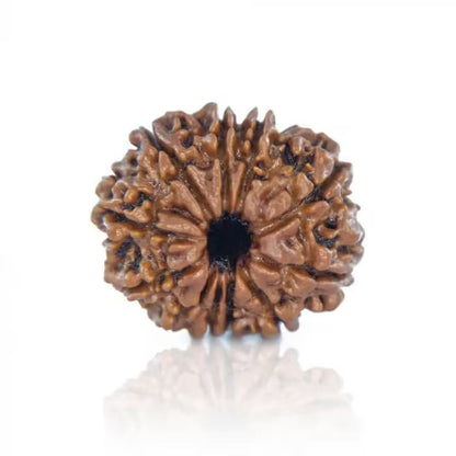 11 Mukhi Rudraksha