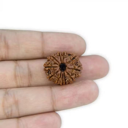 11 Mukhi Rudraksha