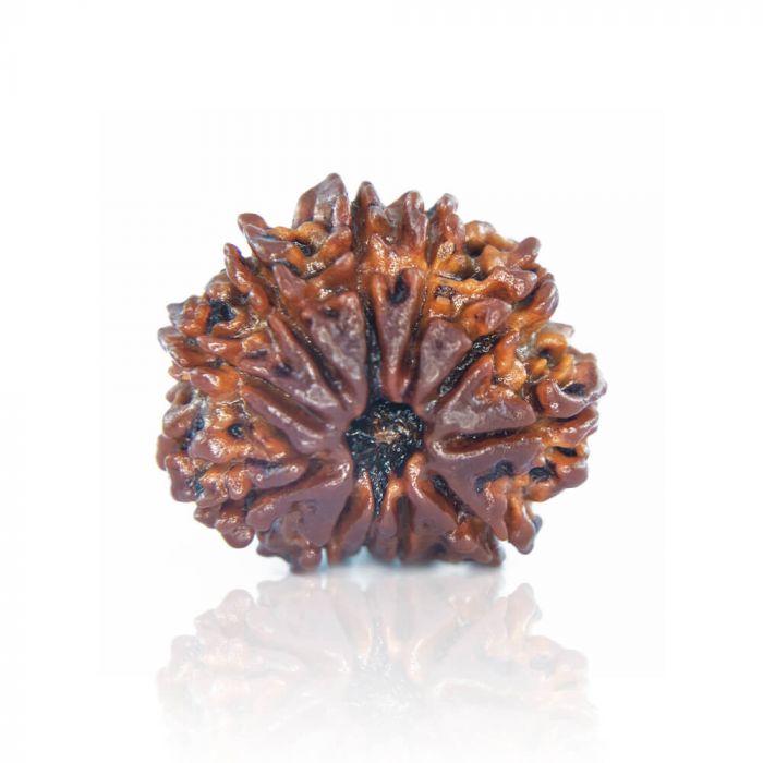 11 Mukhi Rudraksha