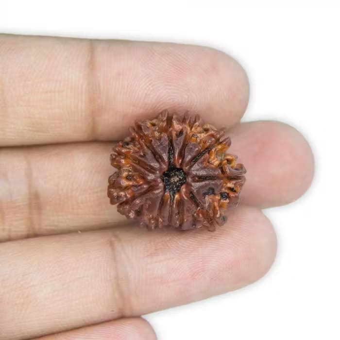 11 Mukhi Rudraksha