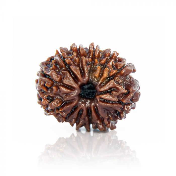 12 Mukhi Rudraksha