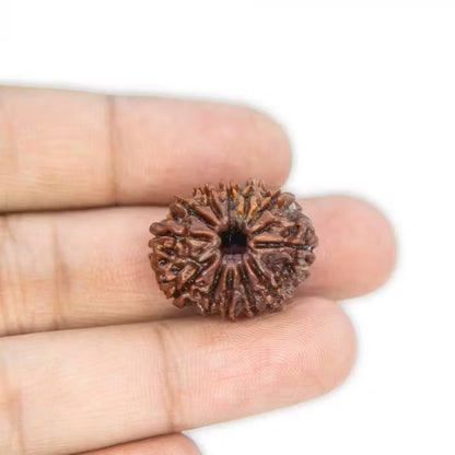 12 Mukhi Rudraksha