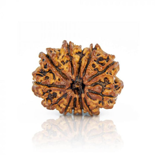 12 Mukhi Rudraksha