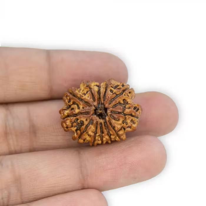 12 Mukhi Rudraksha