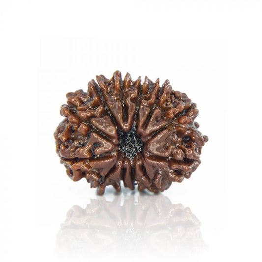 12 Mukhi Rudraksha