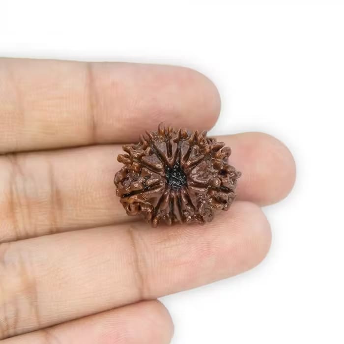 12 Mukhi Rudraksha