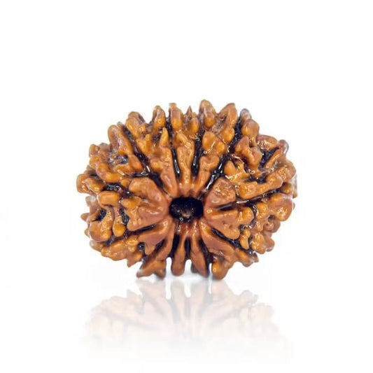 12 Mukhi Rudraksha