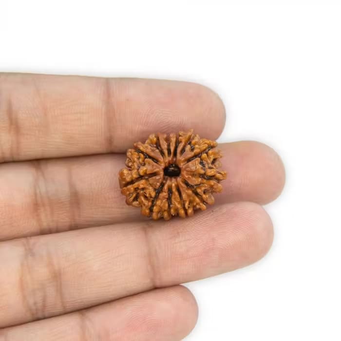 12 Mukhi Rudraksha