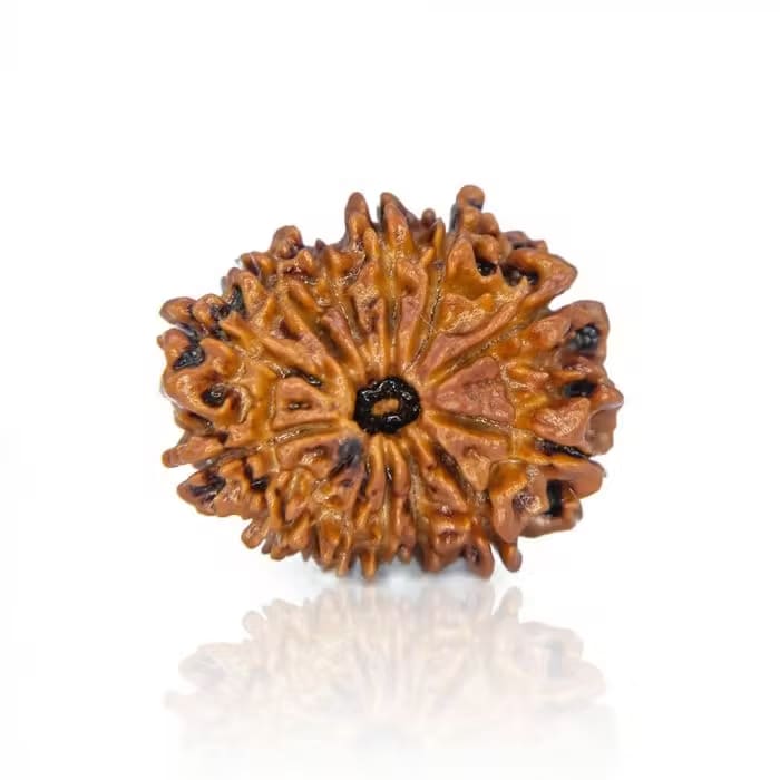 13 Mukhi Rudraksha