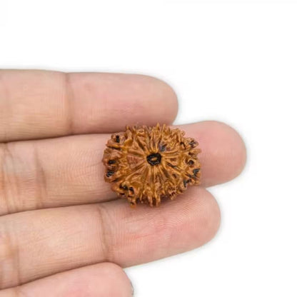 13 Mukhi Rudraksha